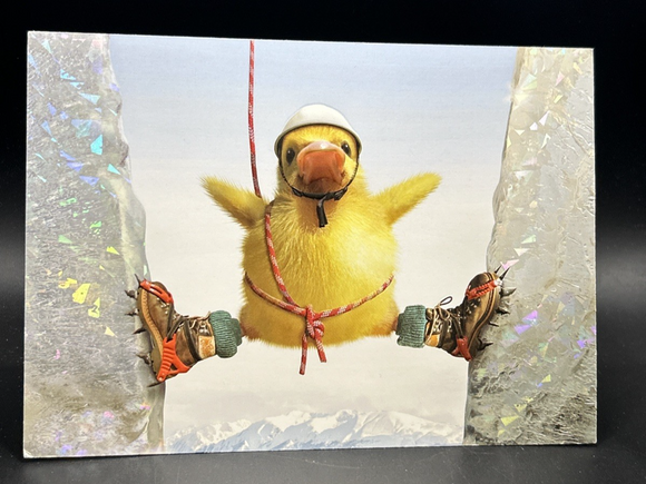 45986954
